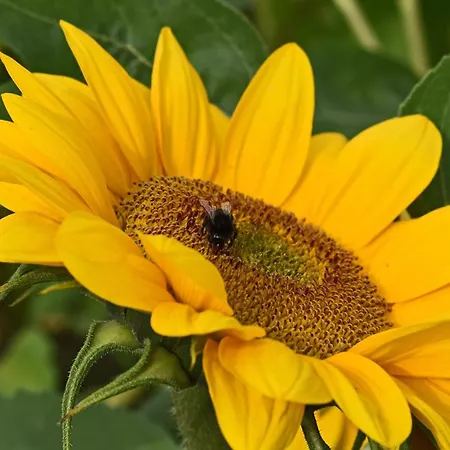 North Karelia By Offerhut 25 Villa *