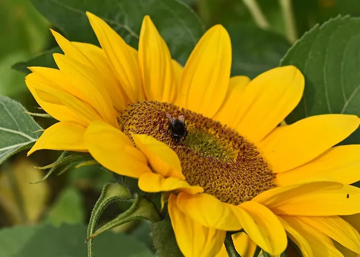 North Karelia By Offerhut 25 ヴィラ *